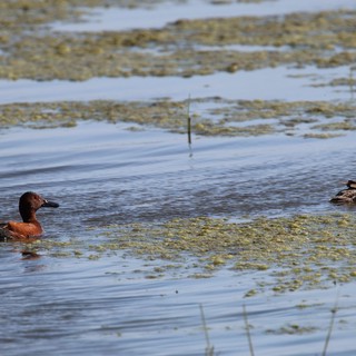 Cinnamon Teal Pair Swimming in Wetland Habitat