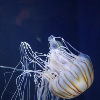 Translucent Jellyfish Drifting in Deep Ocean Waters