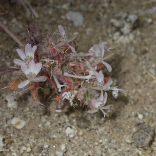 Pink Flower Plant in Gravel