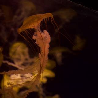 Illuminated Jellyfish