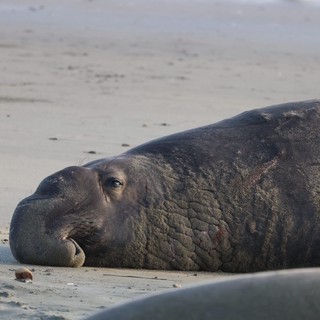 Elephant Seal Resting on Sandy Beach at Dusk