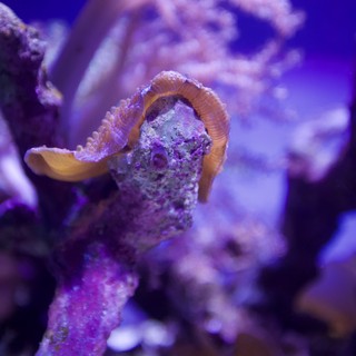Seahorse Among Purple Coral in Marine Aquarium