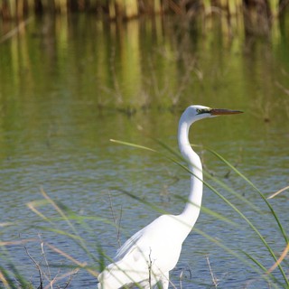 Great Egret Wading in Wetland Marsh