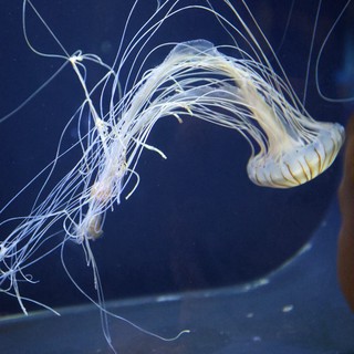 Ethereal Jellyfish Dancing in Deep Blue Waters