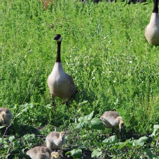 Canada Goose Family Foraging in Wetland Grassland