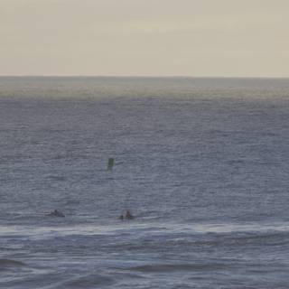 Conquering the Waves: Surfers at Dusk