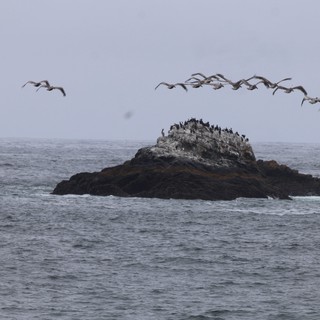 Pelicans in Formation Over Coastal Sea Stack