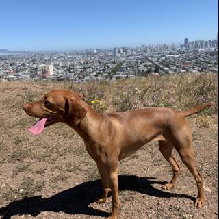 Canine with a City View