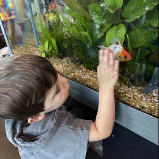 Curious Glances at the Aquarium