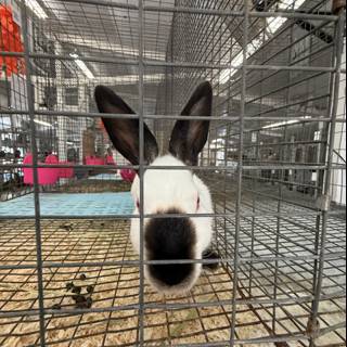 Curious Encounter at the Shelter