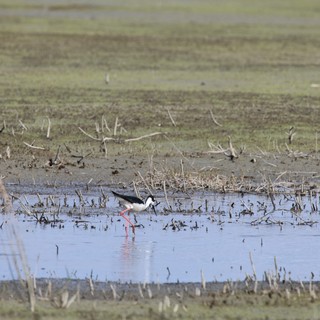 Black-necked Stilt Foraging in Flooded Agricultural Field