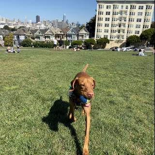 City Canine Caption: A Vizsla puppy runs free in the green grassy field of Alamo Square, with the cityscape of San Francisco skyline in the background.