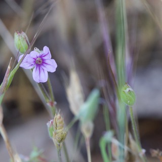 Delicate Wild Bloom Among Dry Grasses