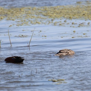 Cinnamon Teal Pair Swimming in Wetland Waters