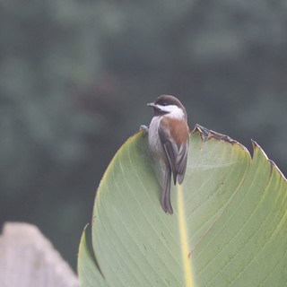 Brown Shrike Perched on Banana Leaf at Dusk
