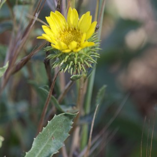 Spiny Gumweed Blooms on Mount Diablo's Slopes