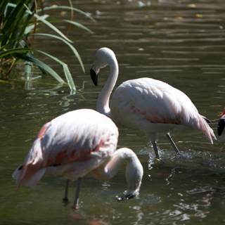 Three Elegant Flamingos in the Wild