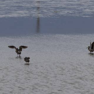 A Graceful Gathering