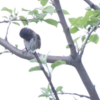 Perched in Contemplation