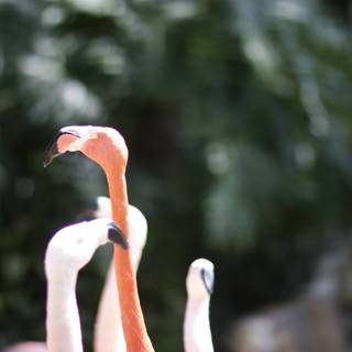 Flamingos in the Wild