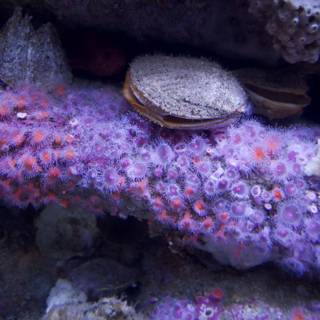 Underwater Symphony: Monterey Bay's Purple Sea Urchins