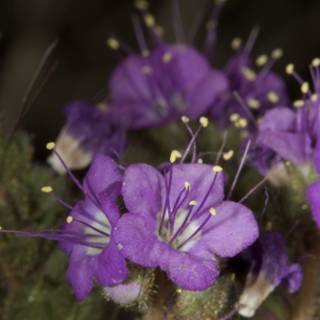Purple Geraniums in the Desert