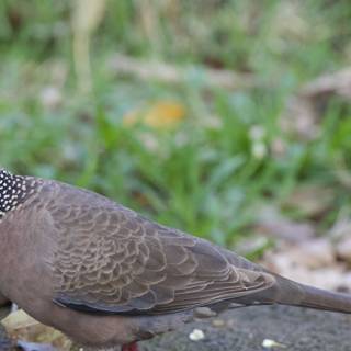 Graceful Spotted Dove at Honolulu Zoo
