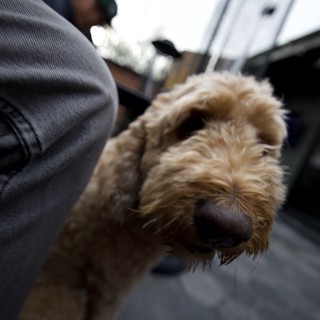 Curious Dog Portrait on City Street