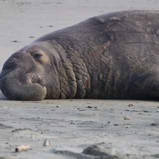 Elephant Seal Resting on Drakes Beach Shore