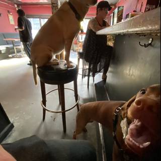 Two Canine Companions Enjoying a Treat Together on a Bar Stool
