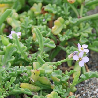 Delicate Sea Rocket Blooms on Sandy Coastal Shore
