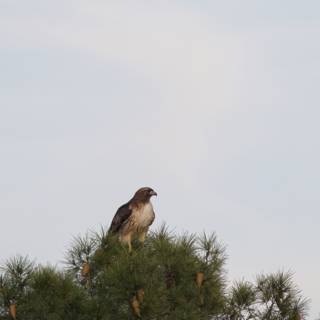 Majestic Hawk in El Sereno