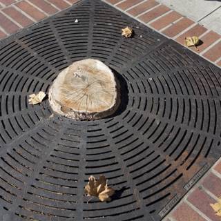 Tree Stump on Urban Grate