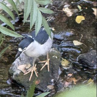 Creekside Encounter