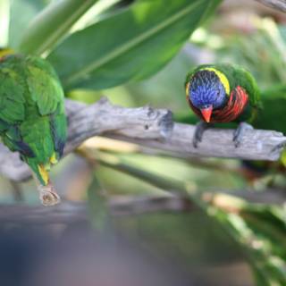 Colorful Parakeet and Parrot Perched on a Branch