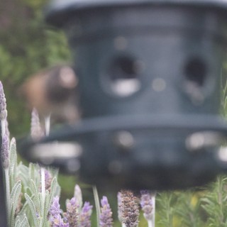 Lavender Blooms Frame Backyard Bird Feeder