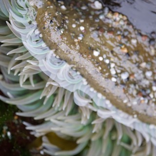 Giant Green Anemone Exposed at Low Tide