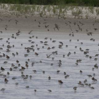 A Symphony of Wings Over San Pablo Bay