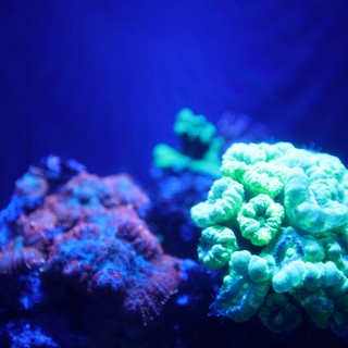 Vibrant Coral Reef Under Blue Aquarium Lighting