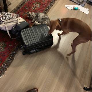 Playtime with the Suitcase