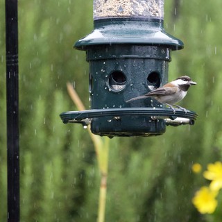 Small Bird Feeding in the Rain at Garden Feeder