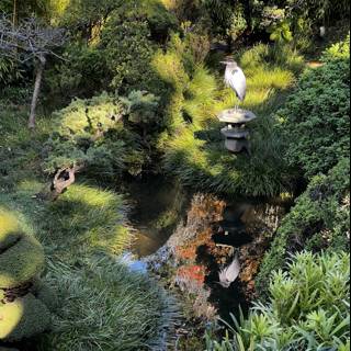 Serene Bird in the Japanese Tea Garden