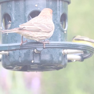 Leucistic House Finch Perched at Backyard Bird Feeder