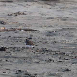 Killdeer Foraging on Sandy Beach at Drakes Beach