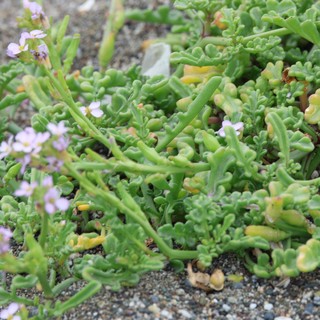Sea Rocket Blooming in Coastal Sandy Habitat