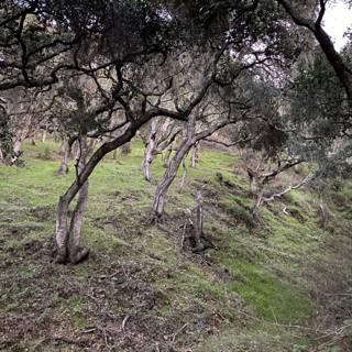 Grove of trees in Carmel Valley