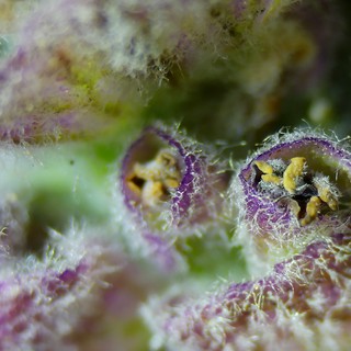 Extreme Macro: Purple Flower Stamens and Trichomes