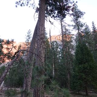 Majestic Sequoia against Yosemite Mountain