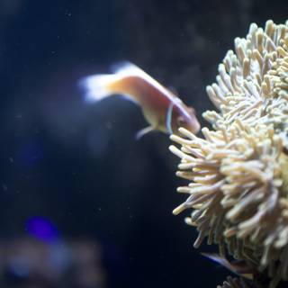 Colorful Clownfish and Sea Anemone in Aquarium