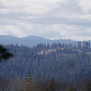 Misty Forest Hills After Wildfire in California